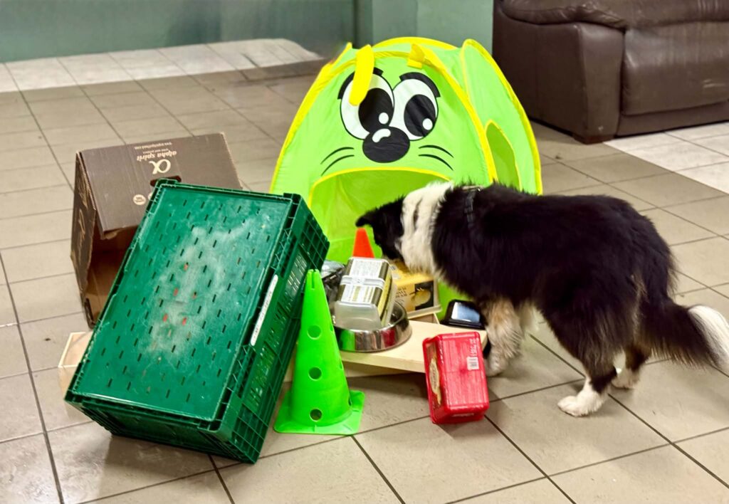 Les incroyables capacités olfactive du chien 3737680d c586 4701 8a9b f3cf7a8b624e